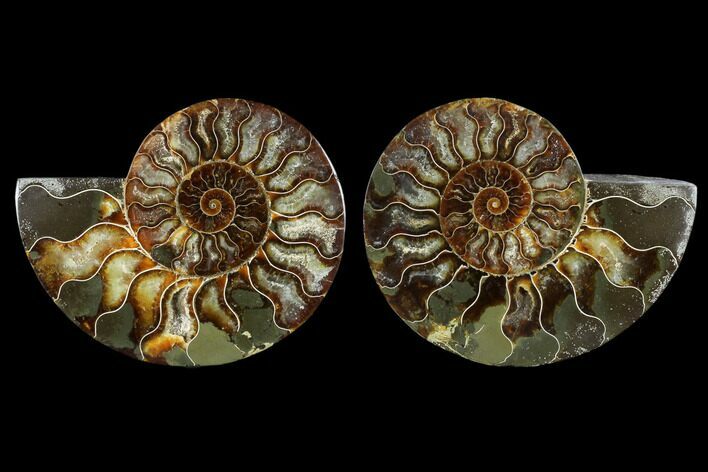 Sliced Ammonite Fossil - Agatized #115320
